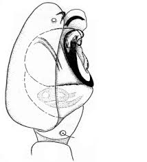 Attēlu rezultāti vaicājumam “Paidiscura pallens eggs”