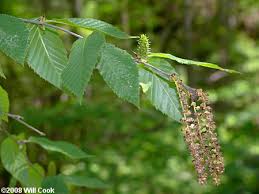 Attēlu rezultāti vaicājumam “Betula alleghaniensis fruit”