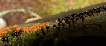 Attēlu rezultāti vaicājumam “Leocarpus fragilis var. bisporus spores”