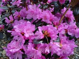 Attēlu rezultāti vaicājumam “rhododendron”