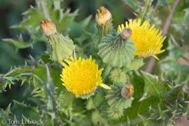 Attēlu rezultāti vaicājumam “Sonchus asper”