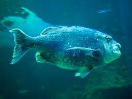 Image result for Cymatoceps nasutus