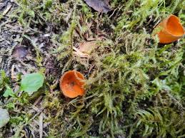 Attēlu rezultāti vaicājumam “Caloscypha fulgens”