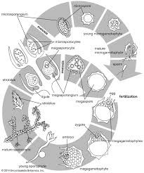 Attēlu rezultāti vaicājumam “Leiocolea rutheana sporophyte”