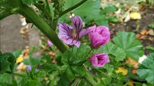 Image result for Malva sylvestris var. mauritiana