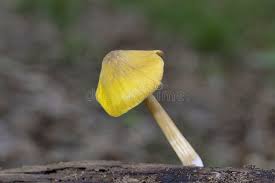 Attēlu rezultāti vaicājumam “Pluteus leoninus”