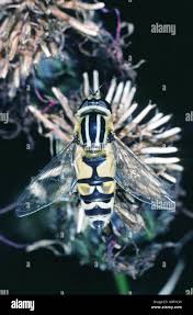 Attēlu rezultāti vaicājumam “Tubifera sp.”