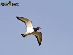 Attēlu rezultāti vaicājumam “Haematopus ostralegus adult”
