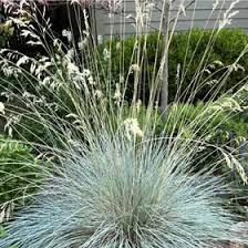 Attēlu rezultāti vaicājumam “Helictotrichon pratense leaf”