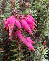 Attēlu rezultāti vaicājumam “Ericaceae”