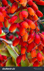 Attēlu rezultāti vaicājumam “Barbarea vulgaris subsp. arcuata fruit”