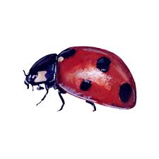 Attēlu rezultāti vaicājumam “Coleoptera”