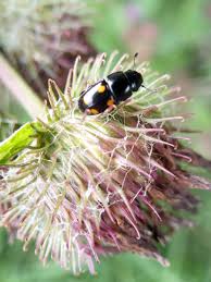 Attēlu rezultāti vaicājumam “Glischrochilus hortensis”