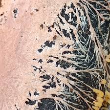 Attēlu rezultāti vaicājumam “Steccherinum fimbriatum”