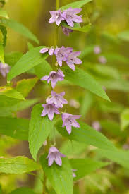 Attēlu rezultāti vaicājumam “Campanula rapunculoides leaf”
