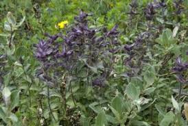 Attēlu rezultāti vaicājumam “Sphagnum warnstorfii”