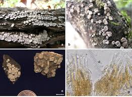Attēlu rezultāti vaicājumam “Xylobolus frustulatus”