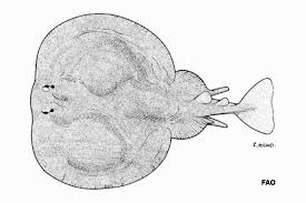 Image result for Tetronarce nobiliana