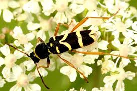 Attēlu rezultāti vaicājumam “Rhynocoris annulatus nymph”