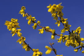 Attēlu rezultāti vaicājumam “Forsythia intermedia”