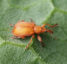 Attēlu rezultāti vaicājumam “Apion sp.”