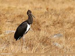 Attēlu rezultāti vaicājumam “Ciconia ciconia juvenile”