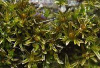 Attēlu rezultāti vaicājumam “Didymodon tophaceus”