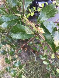 Attēlu rezultāti vaicājumam “Prunus spinosa leaf”