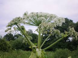 Attēlu rezultāti vaicājumam “Heracleum sosnowskyi fruit”