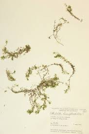 Attēlu rezultāti vaicājumam “Callitriche hermaphroditica”