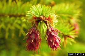 Attēlu rezultāti vaicājumam “Pseudotsuga menziesii flower”