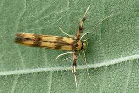 Attēlu rezultāti vaicājumam “Chimabachidae”