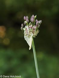 Attēlu rezultāti vaicājumam “Allium scorodoprasum fruit”