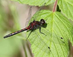 Attēlu rezultāti vaicājumam “Leucorrhinia”