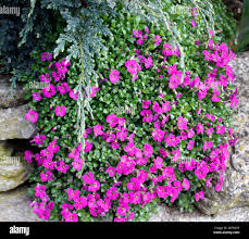 Image result for Aubrieta hybrida (cultorum)