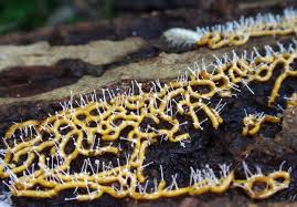 Attēlu rezultāti vaicājumam “Badhamiopsis macrospora macro”