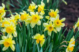 Attēlu rezultāti vaicājumam “Narcissus leaf”