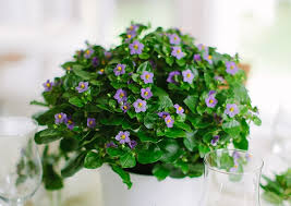 Image result for Exacum affine