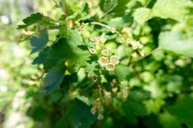 Attēlu rezultāti vaicājumam “Ribes rubrum flower”