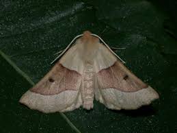 Attēlu rezultāti vaicājumam “Crocallis elinguaria imago”