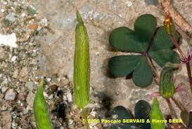 Attēlu rezultāti vaicājumam “Oxalis corniculata fruit”