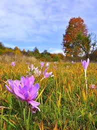 Attēlu rezultāti vaicājumam “Colchicum autumnale flower”