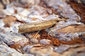 Attēlu rezultāti vaicājumam “Pediasia contaminella”