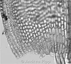 Attēlu rezultāti vaicājumam “Schistidium apocarpum macro”