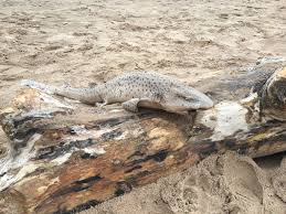 Image result for Scyliorhinus stellaris