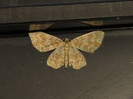 Attēlu rezultāti vaicājumam “Hydrelia flammeolaria”