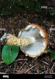 Attēlu rezultāti vaicājumam “Stropharia albocrenulata”