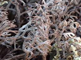 Attēlu rezultāti vaicājumam “Cladonia stygia”