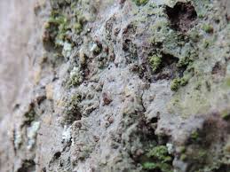 Attēlu rezultāti vaicājumam “Thelopsis rubella”