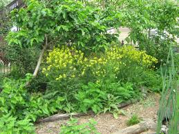 Attēlu rezultāti vaicājumam “Bunias orientalis flower”